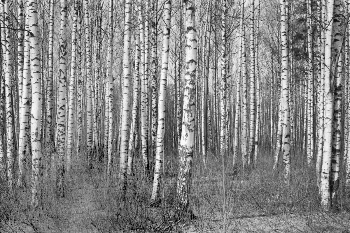 Nord — A story about obsession. Northern Europe, Russia and the sea.